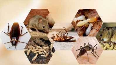 榆林工廠滅白蟻，介紹如何消滅白蟻？